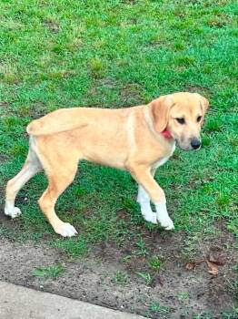Mixed Breed Dogs Available for Adoption in Taycheedah, Wisconsin - Mint | PetCurious