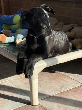 Labrador Retriever and Pit Bull Terrier Dogs Available for Adoption in Washington, District Of Columbia - Pup Macaroon | PetCurious