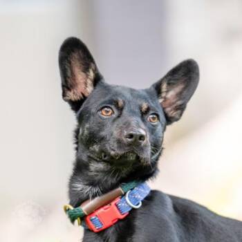 Pico / Piko -  Terrier and Mixed Breed Dog for Adoption in Honolulu, Hawaii - Pico / Piko | PetCurious