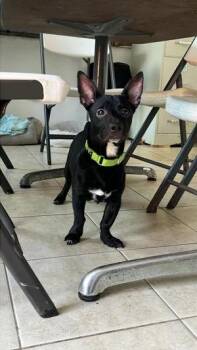 Dachshund and Chihuahua Dogs Available for Adoption in Punta Santiago, Humacao - Nubs | PetCurious