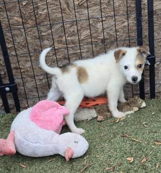 Ron -  Border Collie and Australian Shepherd Dog for Adoption in Apache Junction, Arizona - Ron | PetCurious