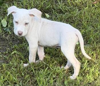 Biscuit -  Labrador Retriever and Pit Bull Terrier Dog for Adoption in Boca Raton, Florida - Biscuit | PetCurious