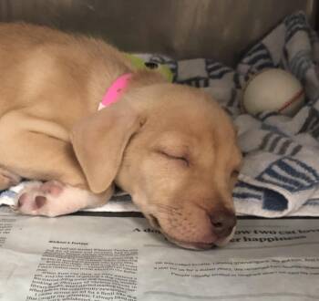 Hound Dogs Available for Adoption - Patch | PetCurious