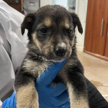 Shepherd Dogs Available for Adoption in Edinburg, Texas - Goober | PetCurious