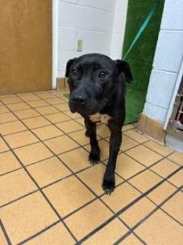 Onyx -  Pit Bull Terrier and Mixed Breed Dog for Adoption in Gainesville, Florida - Onyx | PetCurious