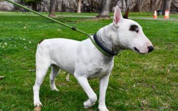 Bull Terrier and Mixed Breed Dogs Available for Adoption in Yakima, Washington - Chico | PetCurious
