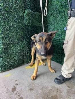 MAXI -  German Shepherd Dog and Mixed Breed Dog for Adoption in El Paso, Texas - MAXI | PetCurious