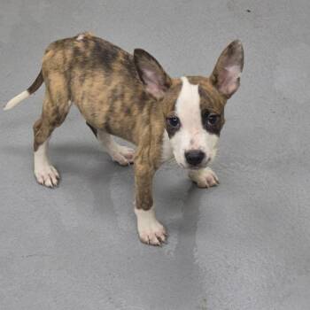 7/4/2026-Stray-SharonAvenue -  Mixed Breed Dog for Adoption in Columbus, Georgia - 7/4/2026-Stray-SharonAvenue | PetCurious