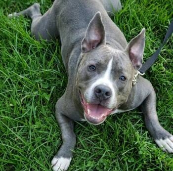 Pit Bull Terrier Dogs Available for Adoption in Roswell, Georgia - Corey Cobb | PetCurious