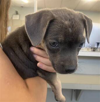 ROXY -  American Staffordshire Terrier Dog for Adoption in San Antonio, Texas - ROXY | PetCurious