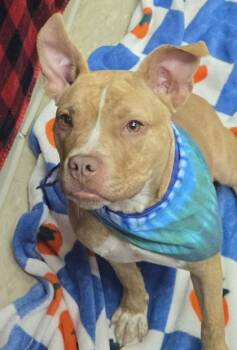 Ren -  Mixed Breed Dog for Adoption in Hamilton, Ohio - Ren | PetCurious