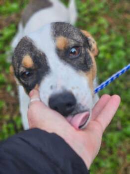 Shiba Inu and Rat Terrier Dogs Available for Adoption - Manook Shiba | PetCurious