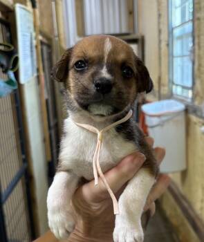Meadow -  Mixed Breed Dog for Adoption in Ruston, Louisiana - Meadow | PetCurious