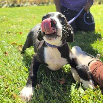Walli -  Mixed Breed Dog for Adoption in Cooperstown, New York - Walli | PetCurious