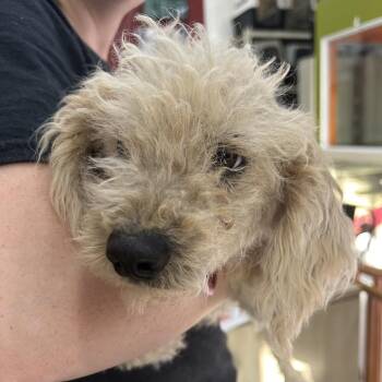Poodle Dogs Available for Adoption - NICK | PetCurious