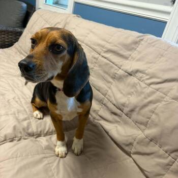 Willa -  Beagle Dog for Adoption in Sunderland, Maryland - Willa | PetCurious