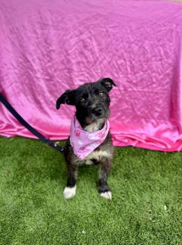 Rescue Patterdale Terrier Fell Terrier and Mixed Breed Dogs for Adoption in Rowland Heights, California - CELESTE | PetCurious