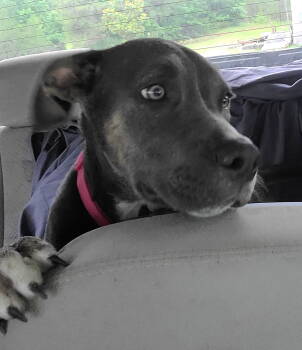 Rescue Pit Bull Terrier and Great Dane Dogs for Adoption in Roanoke, Alabama - Sasha | PetCurious