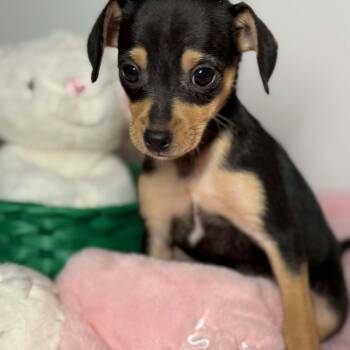 Chihuahua and Chiweenie Dogs Available for Adoption in Tylertown, Mississippi - Calliope | PetCurious