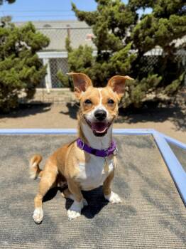 Cora -  Corgi and Terrier Dog for Adoption in Seal Beach, California - Cora | PetCurious