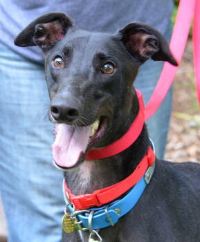 Rescue Greyhound Dogs for Adoption in Minneapolis, Minnesota - Penn | PetCurious