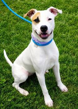 Atmosphere -  Mixed Breed Dog for Adoption in Hamilton, Ohio - Atmosphere | PetCurious