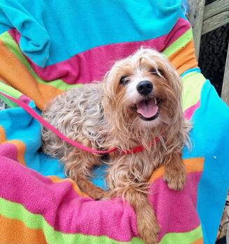 Yorkshire Terrier Dogs Available for Adoption in Missouri City, Texas - Taurino BR14332-T | PetCurious