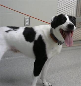 Border Collie and Mixed Breed Dogs Available for Adoption in Pasadena, Texas - A184549 | PetCurious