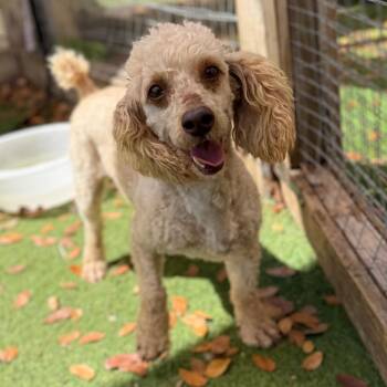 Phillipe 1146 -  Poodle Dog for Adoption in Loxahatchee Groves, Florida - Phillipe 1146 | PetCurious