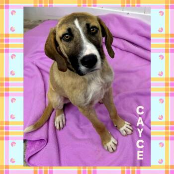 Cayce -  Anatolian Shepherd and Hound Dog for Adoption in Mokena, Illinois - Cayce | PetCurious