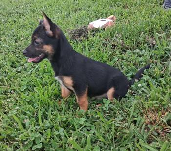Milo -  Terrier Dog for Adoption in Hillsboro, Missouri - Milo | PetCurious