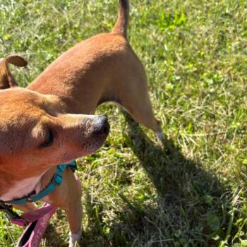 Chi chi -  Chihuahua and Mixed Breed Dog for Adoption in Galax, Virginia - Chi Chi | PetCurious