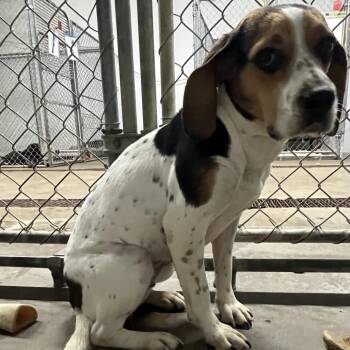 Beagle Dogs Available for Adoption - Matilda 2D26 | PetCurious