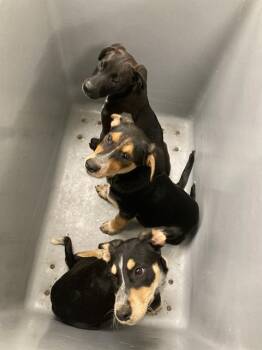 SHADRACH -  Australian Cattle Dog Blue Heeler and Mixed Breed Dog for Adoption in Omaha, Nebraska - SHADRACH | PetCurious