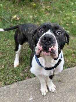 Rescue American Bulldog Dogs for Adoption in Lancaster, Ohio - Yukon | PetCurious