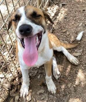 Diamond -  Mixed Breed Dog for Adoption in Lockhart, Texas - Diamond | PetCurious