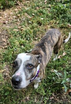 Rescue Mixed Breed Dogs for Adoption in De Pere, Wisconsin - Max | PetCurious