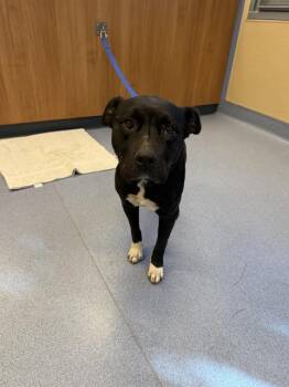 Rescue Labrador Retriever and Pit Bull Terrier Dogs for Adoption in San Jose, California - DOTTIE | PetCurious