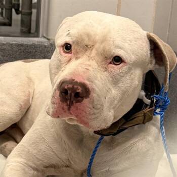 American Staffordshire Terrier Dogs Available for Adoption - VINCE | PetCurious