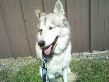 Matka -  Siberian Husky Dog for Adoption in La Motte, Iowa - Matka | PetCurious