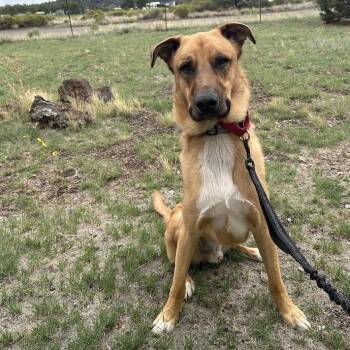 Rescue Shepherd and Great Dane Dogs for Adoption in Flagstaff, Arizona - Chip - Loves People & Dogs! Adopt $50! | PetCurious