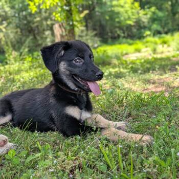 Mixed Breed Dogs Available for Adoption in Spring Hill, Tennessee - Olive | PetCurious