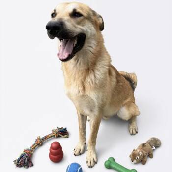 Hank -  German Shepherd Dog Dog for Adoption in Seguin, Texas - Hank | PetCurious