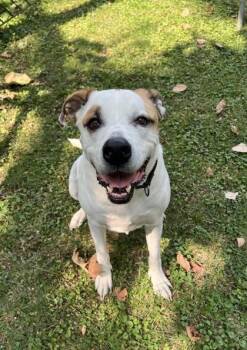 Mixed Breed Dogs Available for Adoption in Kansas City, Missouri - Pan | PetCurious