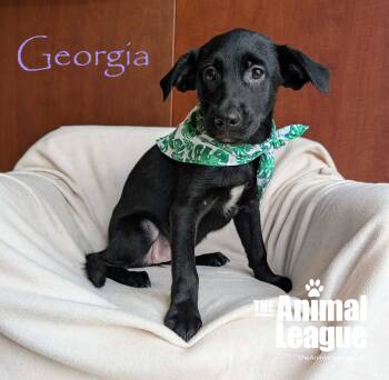 Georgia -  Labrador Retriever and Shepherd Dog for Adoption in Groveland, Florida - Georgia | PetCurious