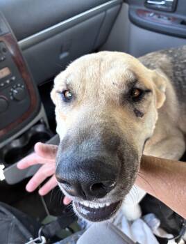 Apple -  German Shepherd Dog and Labrador Retriever Dog for Adoption in Palm Desert, California - Apple | PetCurious
