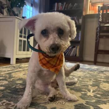 Emilie -  Bichon Frise Dog for Adoption in Philadelphia, Pennsylvania - Emilie | PetCurious
