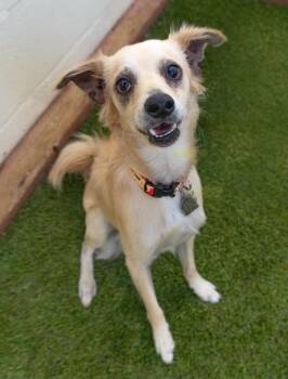 Rescue Spaniel Dogs for Adoption in Encinitas, California - Boom Chocolatta | PetCurious