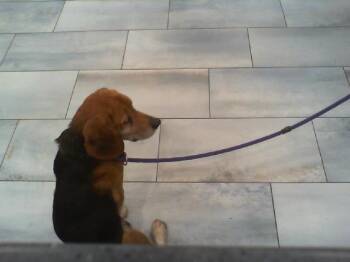 Beagle Dogs Available for Adoption - SAMMY | PetCurious