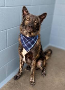 Tyrone -  Shepherd and Dutch Shepard Dog for Adoption in Lafayette, Louisiana - Tyrone | PetCurious
